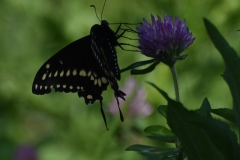 Black Butterfly09112017 - MomsPassing
