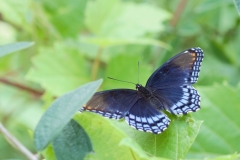 Blk&Blue Butterfly (2)