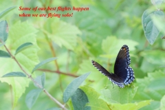 Blk&Blue Butterfly (5) - Solo flight