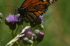 Orange Butterfly-06232017 (15)