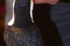 AMasterTeacher-finishingTouches-2