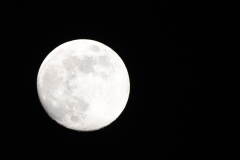 DSC_1384 (2)