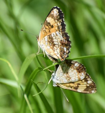 Mating is as natural as water is to reflections