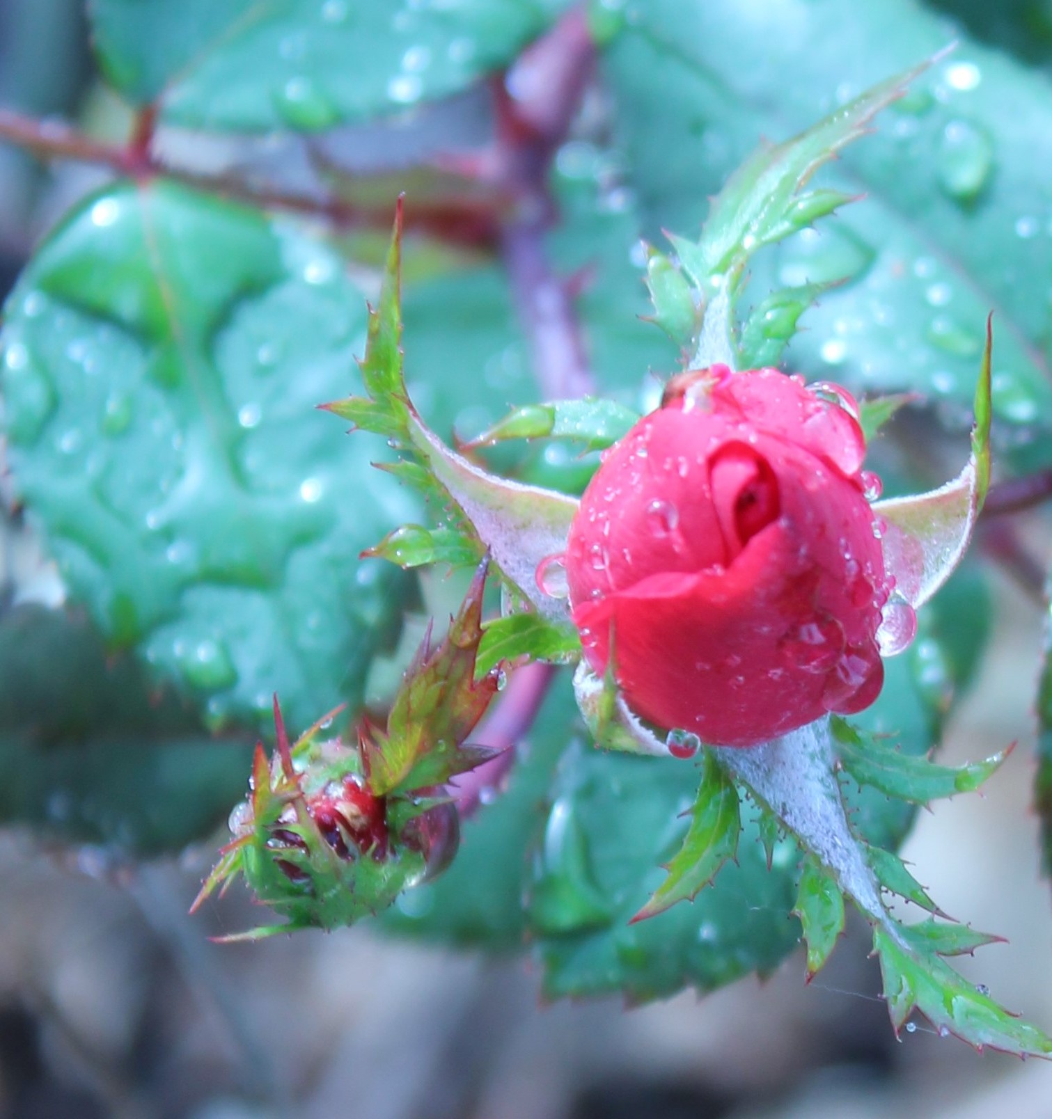 Watering Love