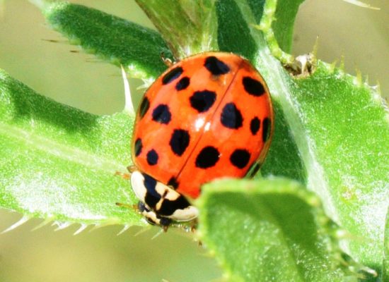 Ladybug, beauty. If you love nature, the smallest things can seem hugely beautiful. God is such an amazing artist! Brilliant is an understatement! Fabulously awesome! Amazing! You're getting warmer