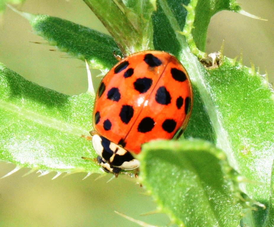 Ladybug, beauty. If you love nature, the smallest things can seem hugely beautiful. God is such an amazing artist! Brilliant is an understatement! Fabulously awesome! Amazing! You're getting warmer