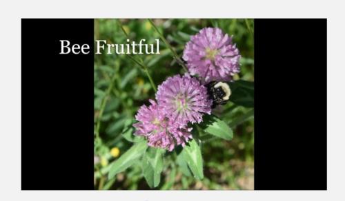 Bee-Fruitful-12