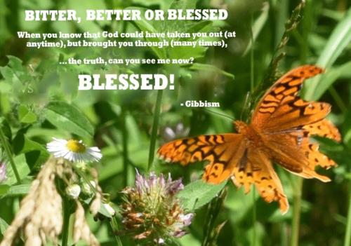 Bitter-or-Better-Butterfly-1
