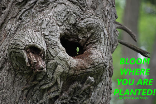 GlowWhereYouArePlanted-1