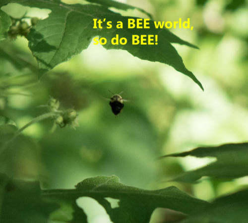 DO-BEE-1