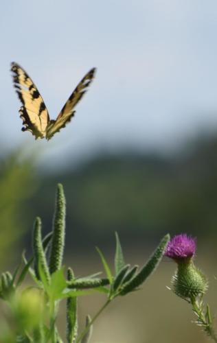 Beautiful Wings