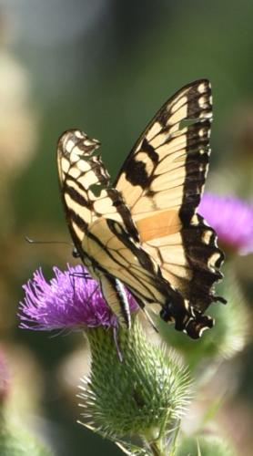 Beautiful Wings