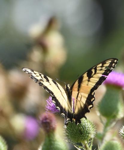 Beautiful Wings