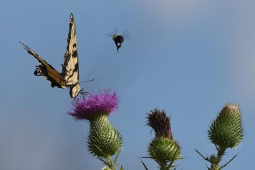 Beautiful Wings