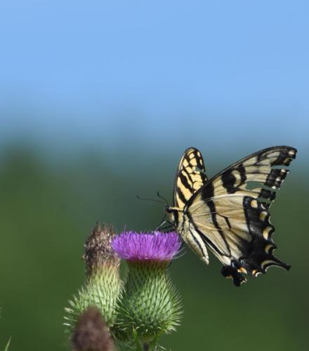 Beautiful Wings