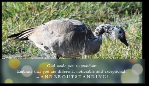 Outstanding-Goose-of-A-Different-Color