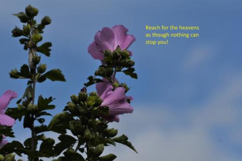 Reach-for-the-Heavens100