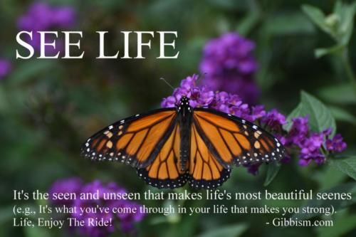 SEEING-LIFE-CLEARLY