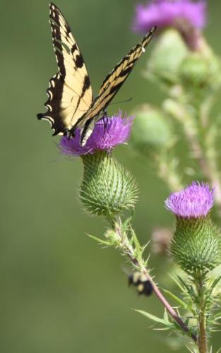 Beautiful Wings