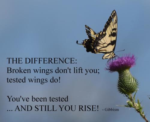 Tested-Wings2