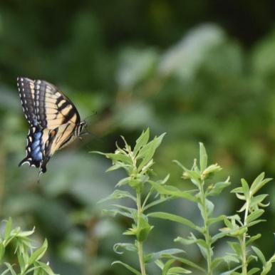 Beautiful Wings